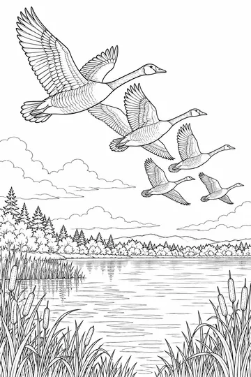Canada Geese coloring page